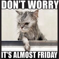 Friday Animal Meme