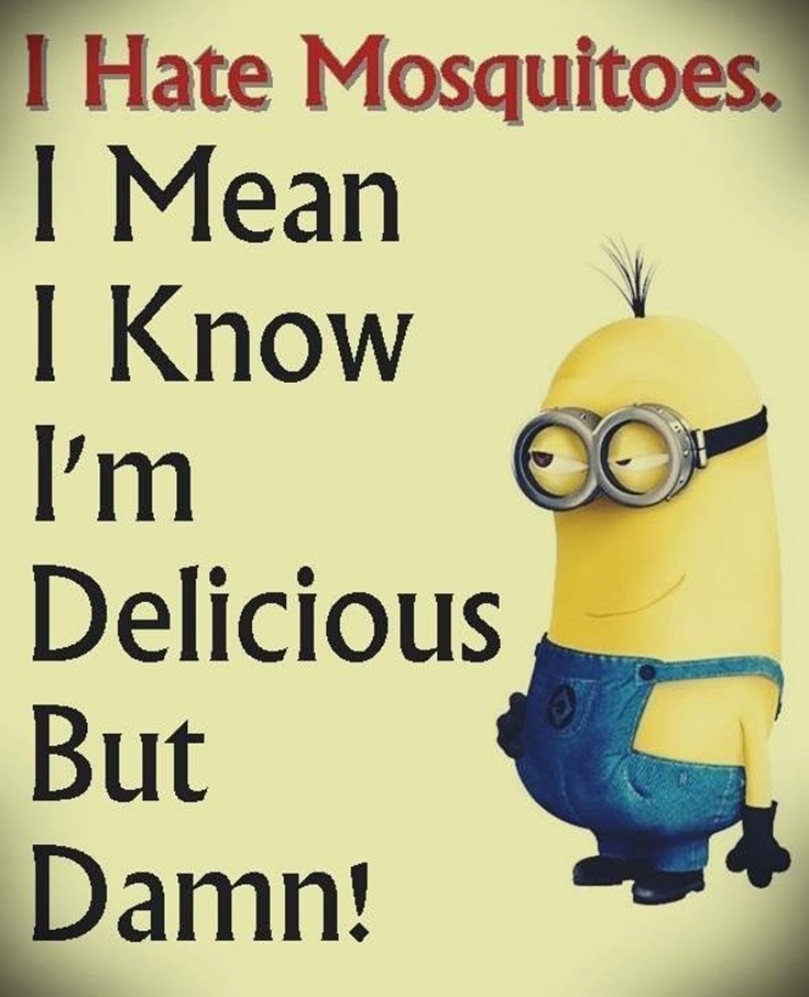 Best 45 Very Funny Minions Quotes of the Week 40