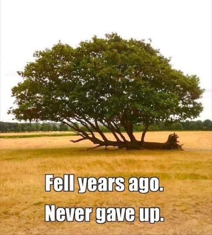 57 Never Give Up Quotes About Life And Happiness Precocious Spartan 7