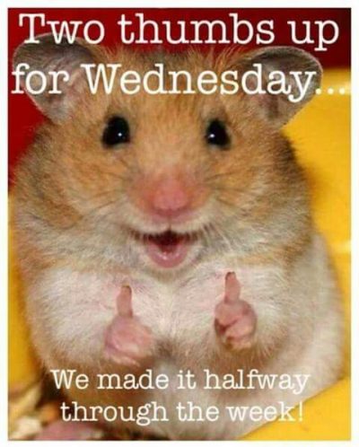 Hilarious Wednesday Pic