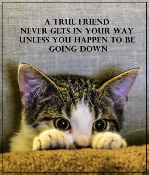 Best Friendship Quotes A True friend never Cross your path