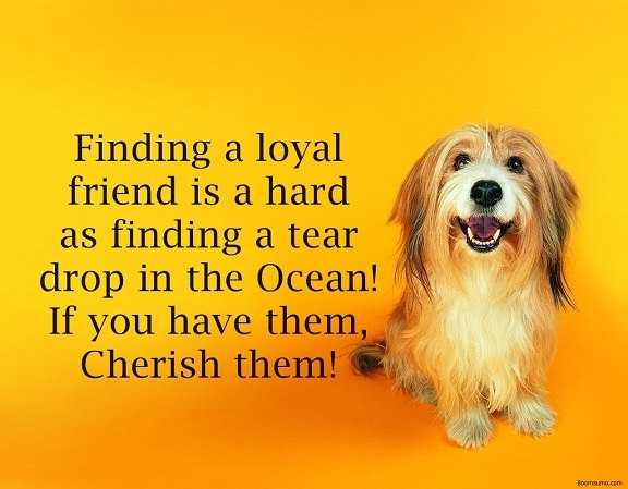 Best Friendship Quotes and Friendship Sayings Finding a loyal friend, keep it