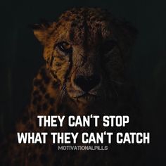 Collection : +27 Cheetahs Quotes and Sayings with Images