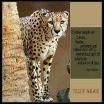 Best Cheetahs Quotes image