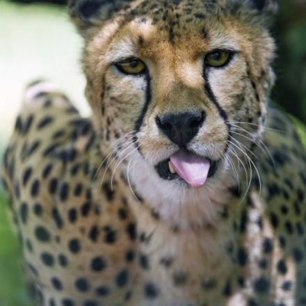 Collection : +27 Cheetahs Quotes and Sayings with Images