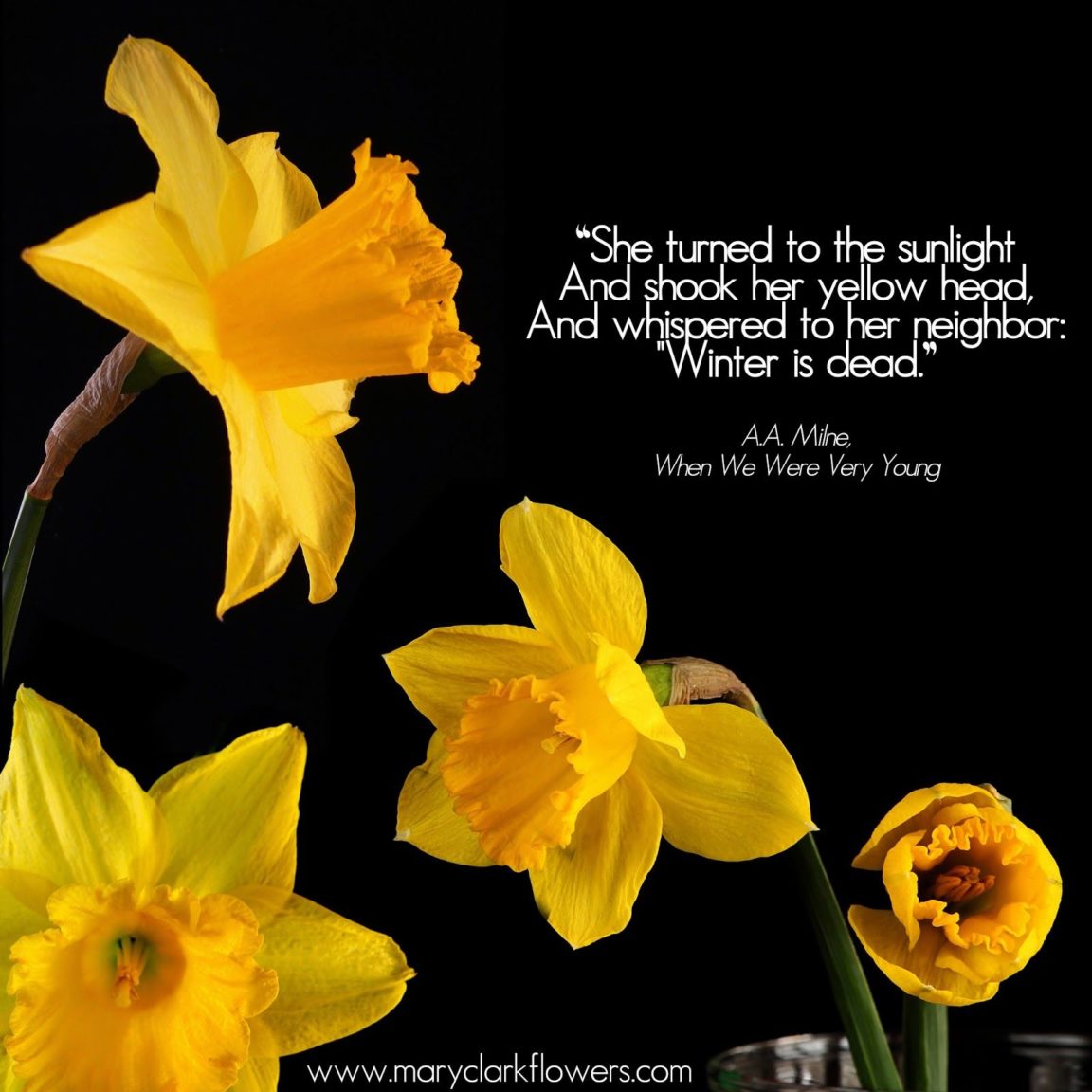 Collection : +27 Daffodil Quotes 2 And Sayings With Images