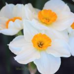 Best Daffodil Quotes image