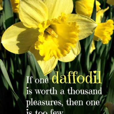 Collection : +27 Daffodil Quotes 3 and Sayings with Images