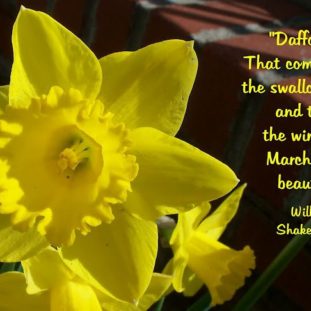 Collection : +27 Daffodil Quotes And Sayings With Images