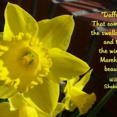 Collection : +27 Daffodil Quotes and Sayings with Images