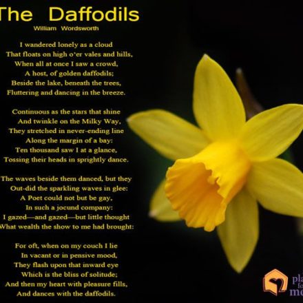 Collection : +27 Daffodil Quotes and Sayings with Images