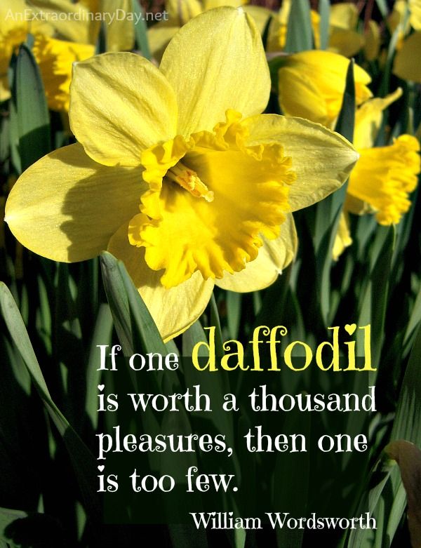 Best Daffodil Quotes image