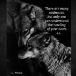 Lone Wolf Quotes and Sayings with Images