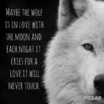 Best Lone Wolf Quotes image