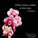 Best Orchids Quotes 2 image