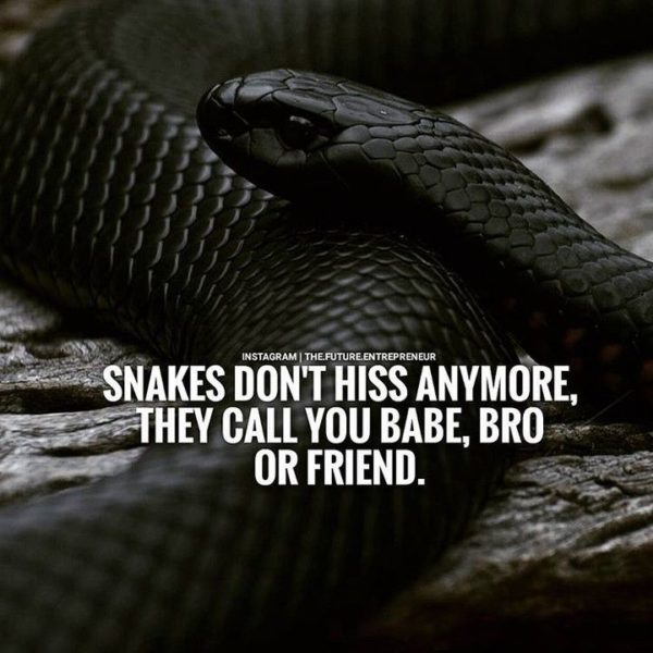 Collection : +27 Snakes Quotes and Sayings with Images