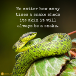 Snakes Quotes and Sayings with Images