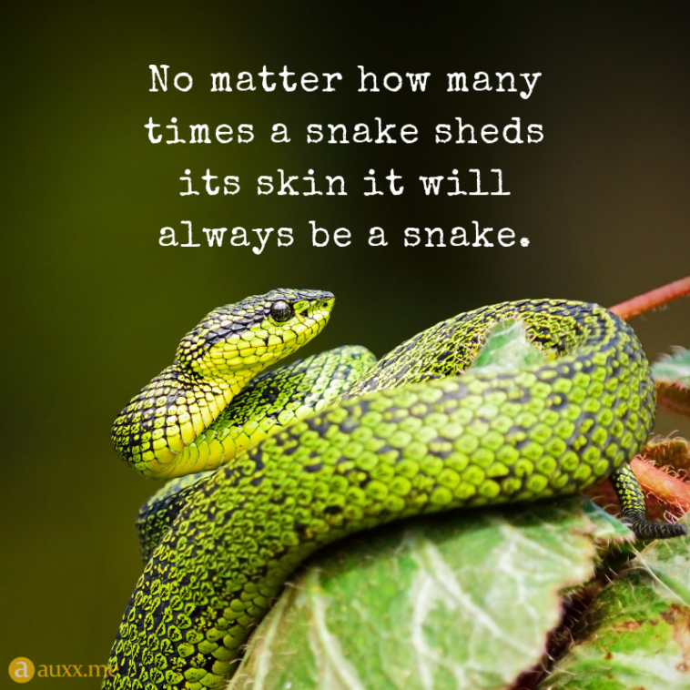 Collection : +27 Snakes Quotes 2 and Sayings with Images