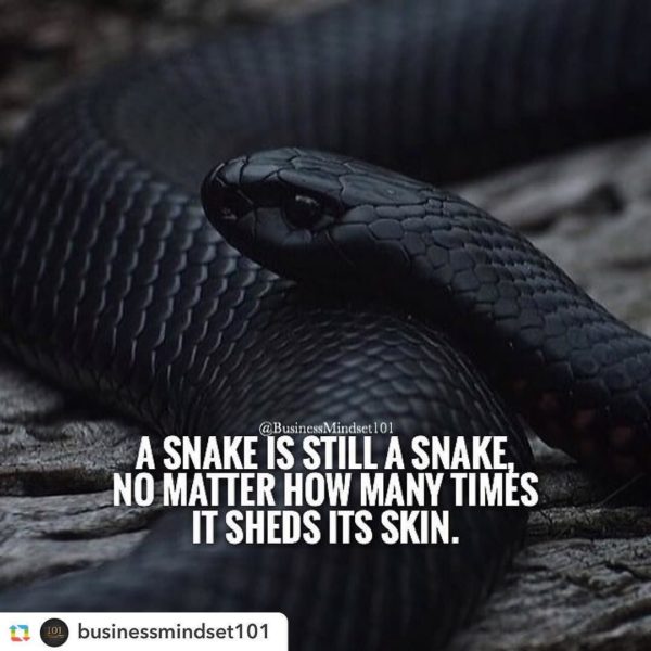 Collection : +27 Snakes Quotes 2 and Sayings with Images