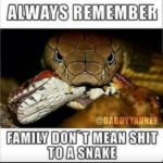 Best Snakes Quotes 2 image