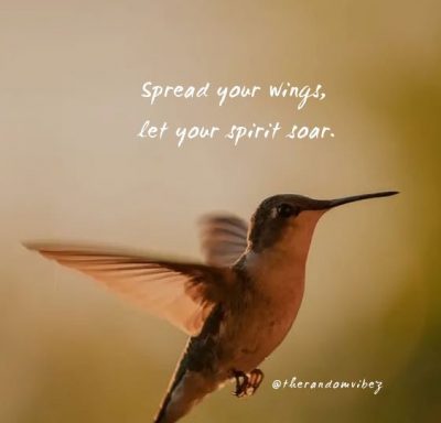 Collection : 60 Hummingbird Quotes And Sayings To Inspire You