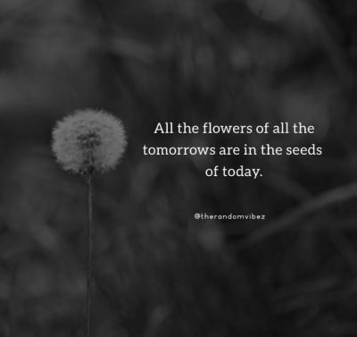 quotes about dandelion wishes quotes about dandelion wishes