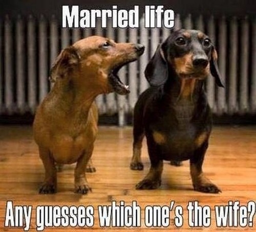 Your Wife My Wife Meme dachshund_wife_meme1 - the My wife, Your wife memes puppy mother meme #1 Happily married life. Do you have any guesses as to which of the women is the wife?