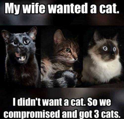 Love Wife Meme - My wife wanted a cat. I didn't want a cat. So we compromised and got 3 cats.
